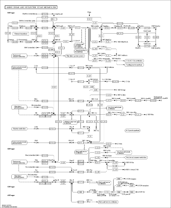 Cell Cycle