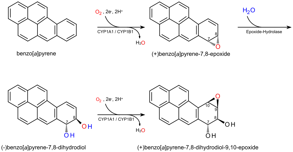 Cell Cycle