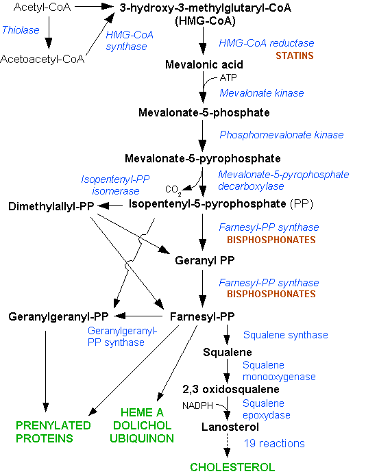 Cell Cycle