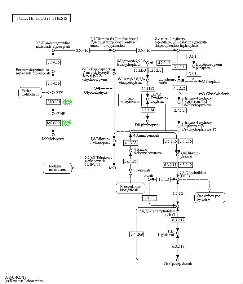 Cell Cycle