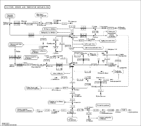 Cell Cycle