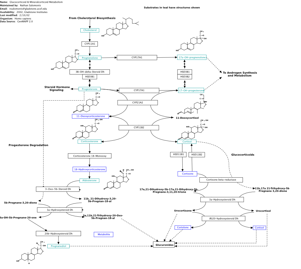 Cell Cycle