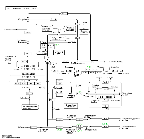 Cell Cycle