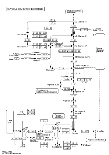 Cell Cycle