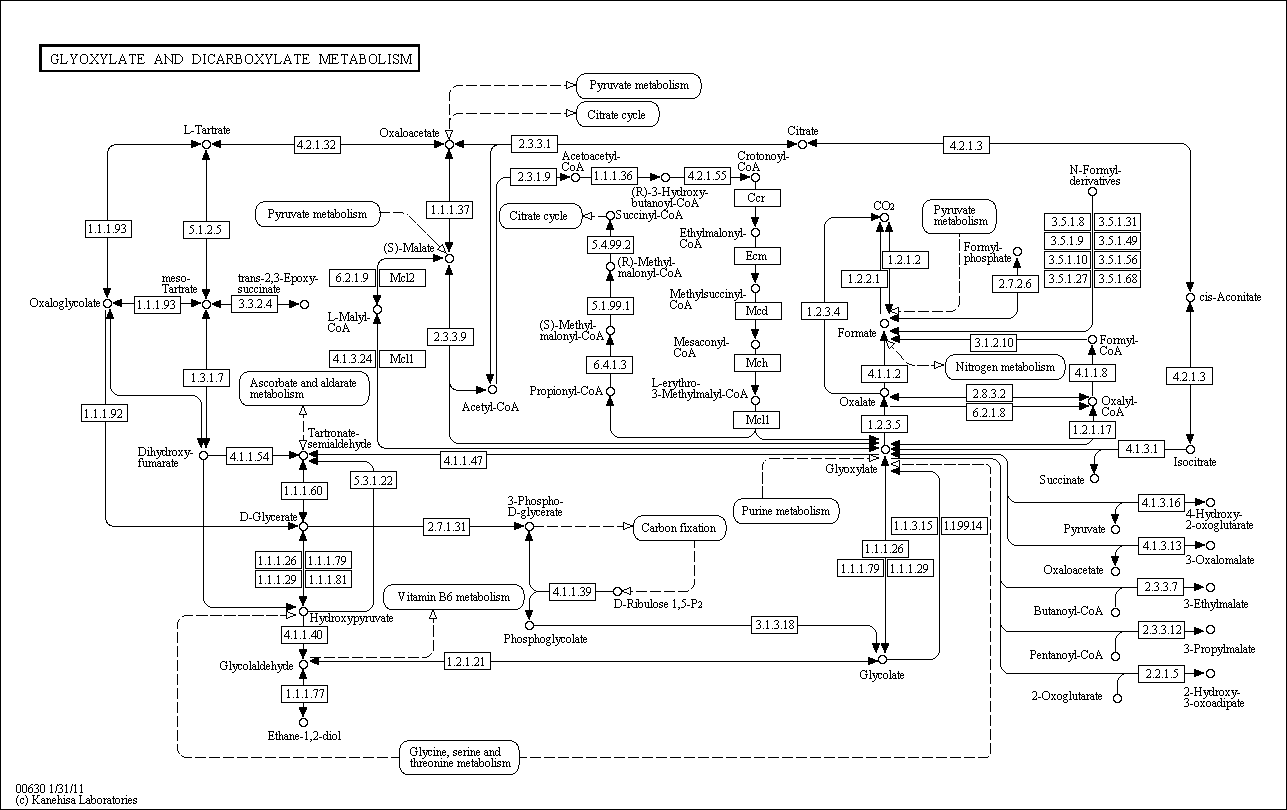 Cell Cycle