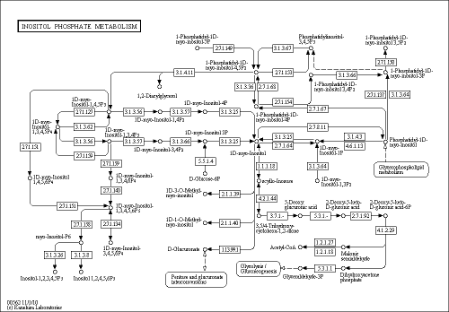 Cell Cycle