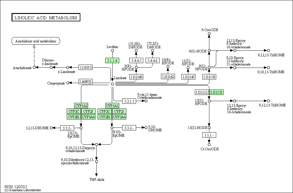 Cell Cycle