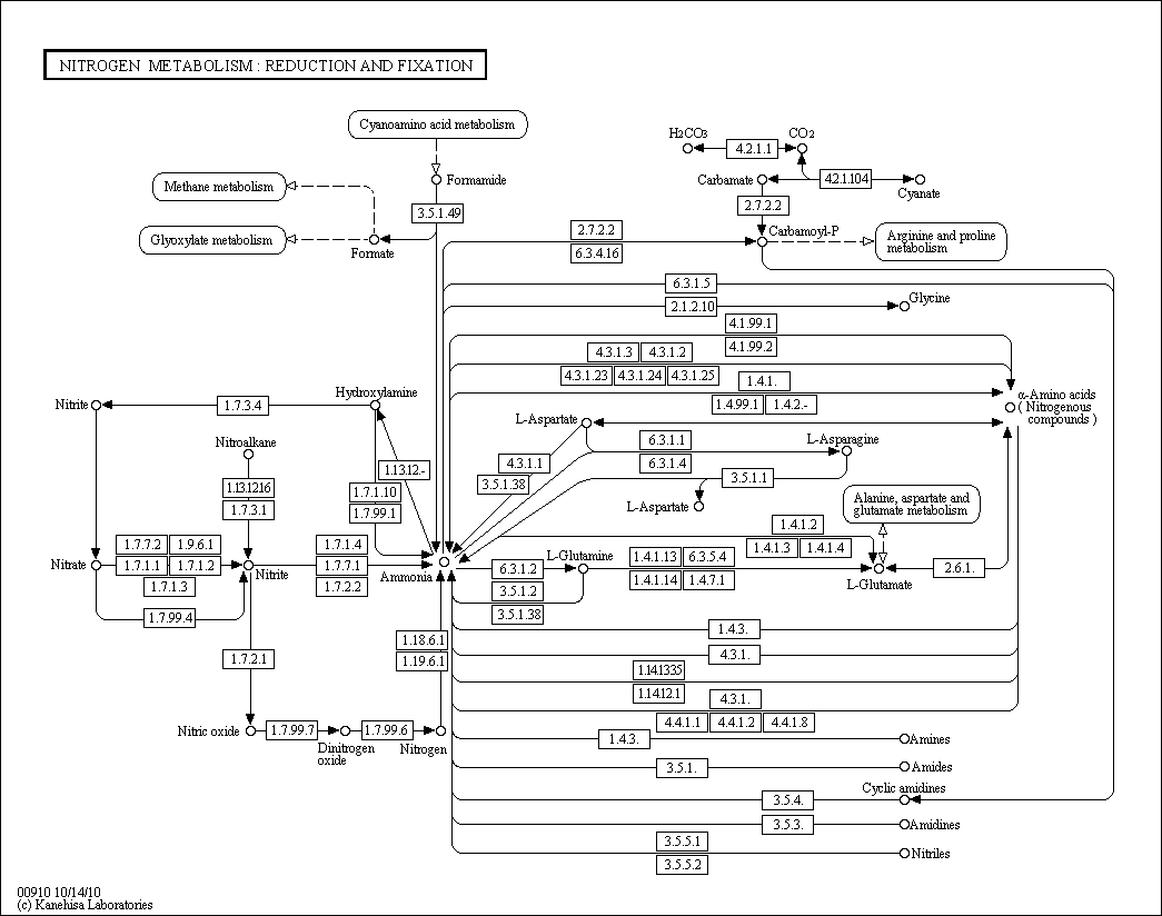 Cell Cycle