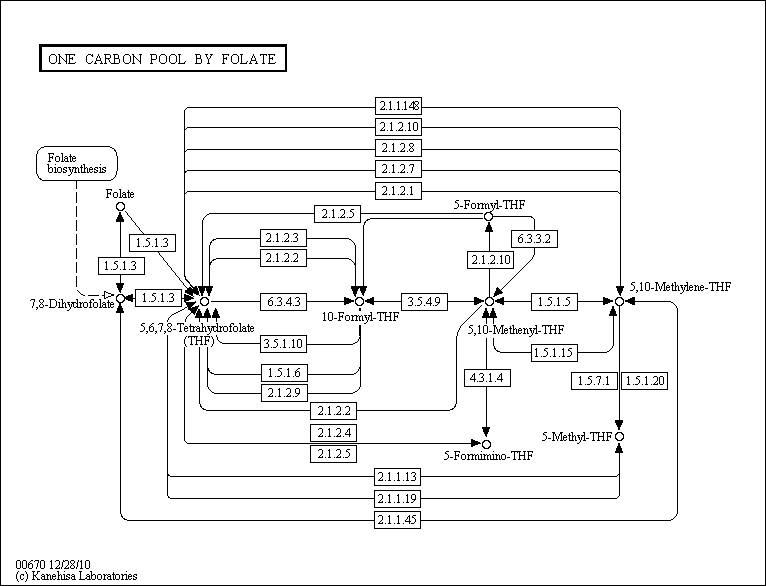 Cell Cycle