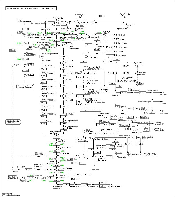 Cell Cycle