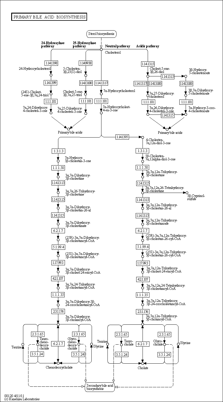 Cell Cycle