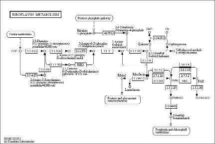 Cell Cycle