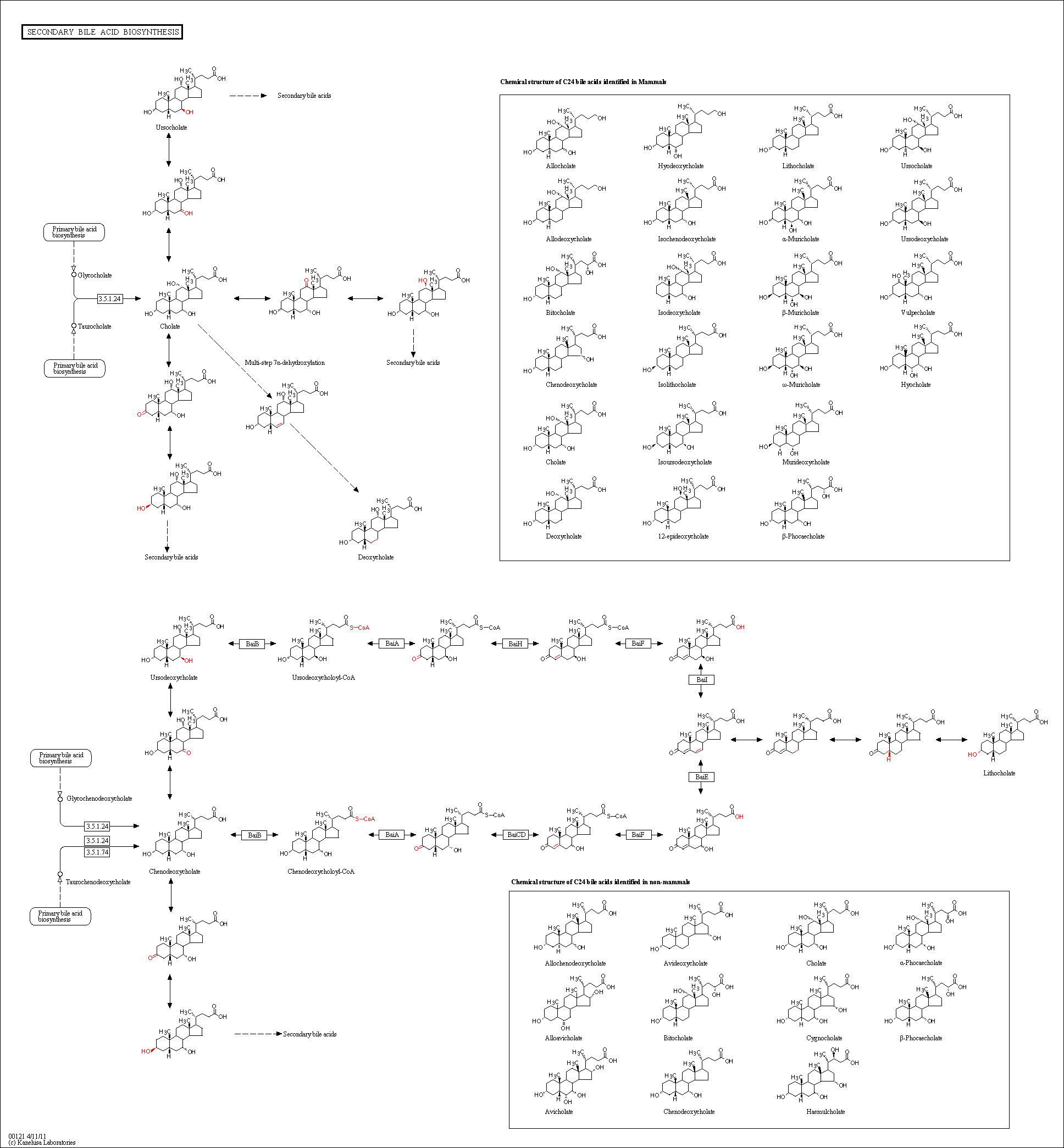 Cell Cycle