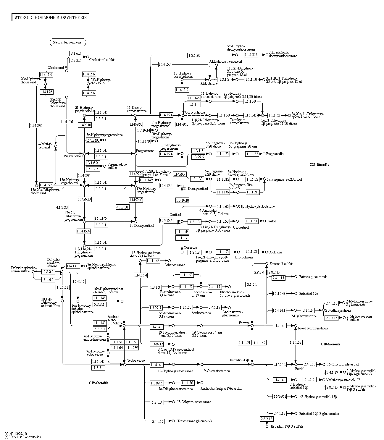 Cell Cycle