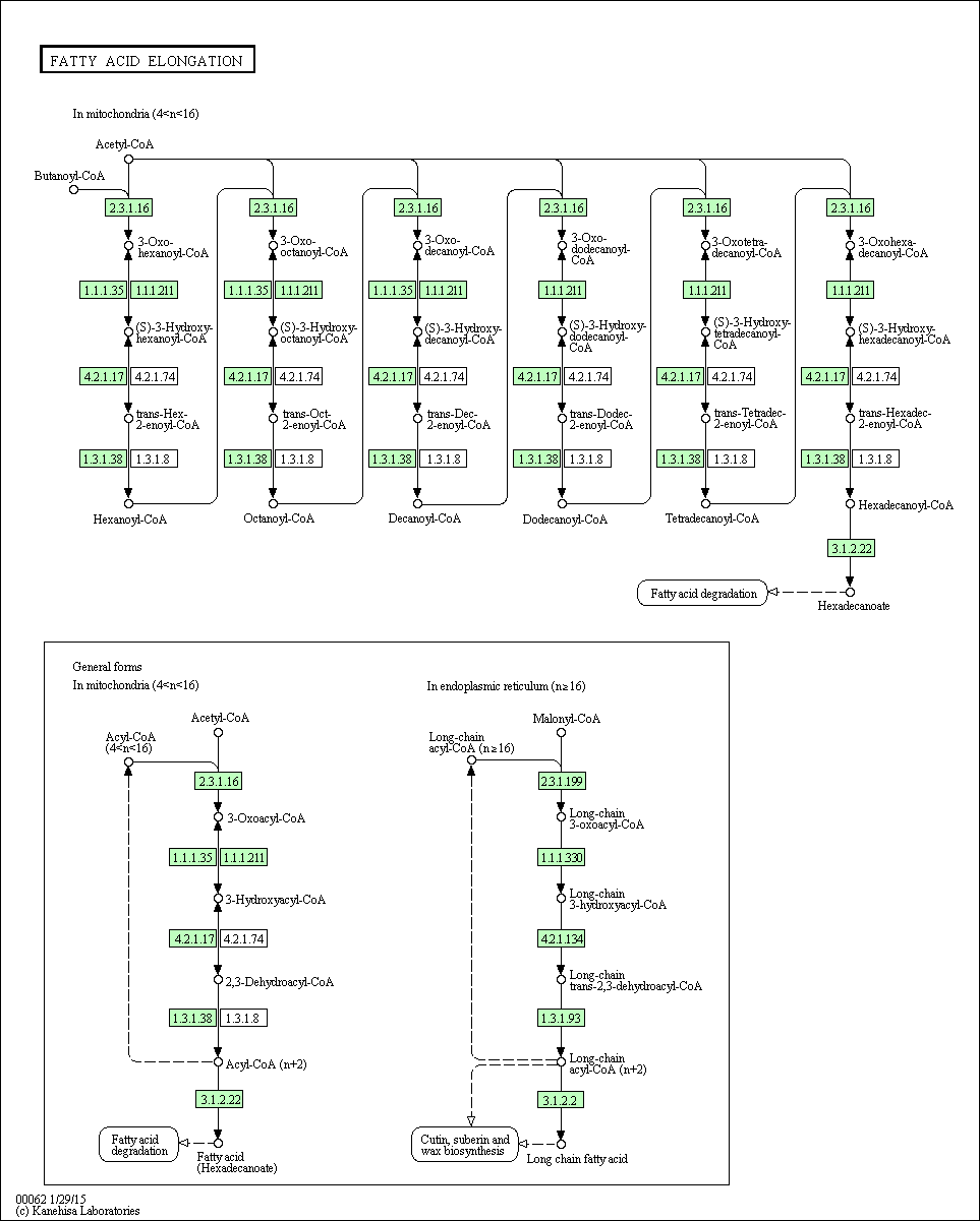 Cell Cycle