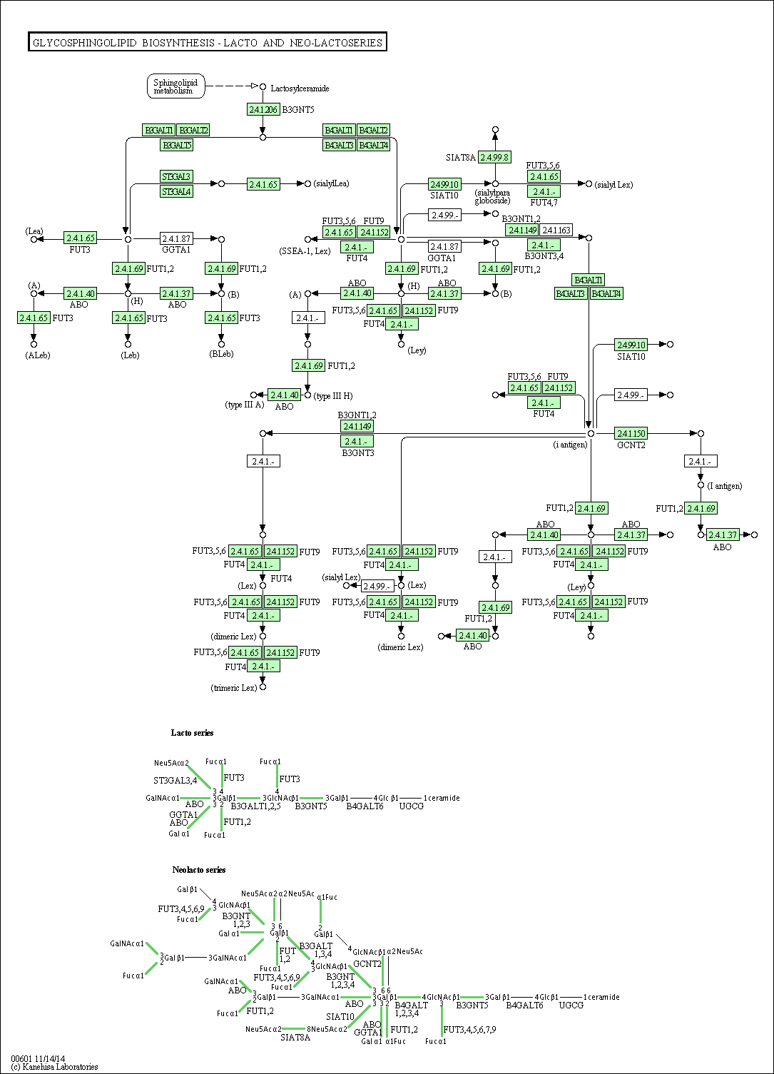 Cell Cycle