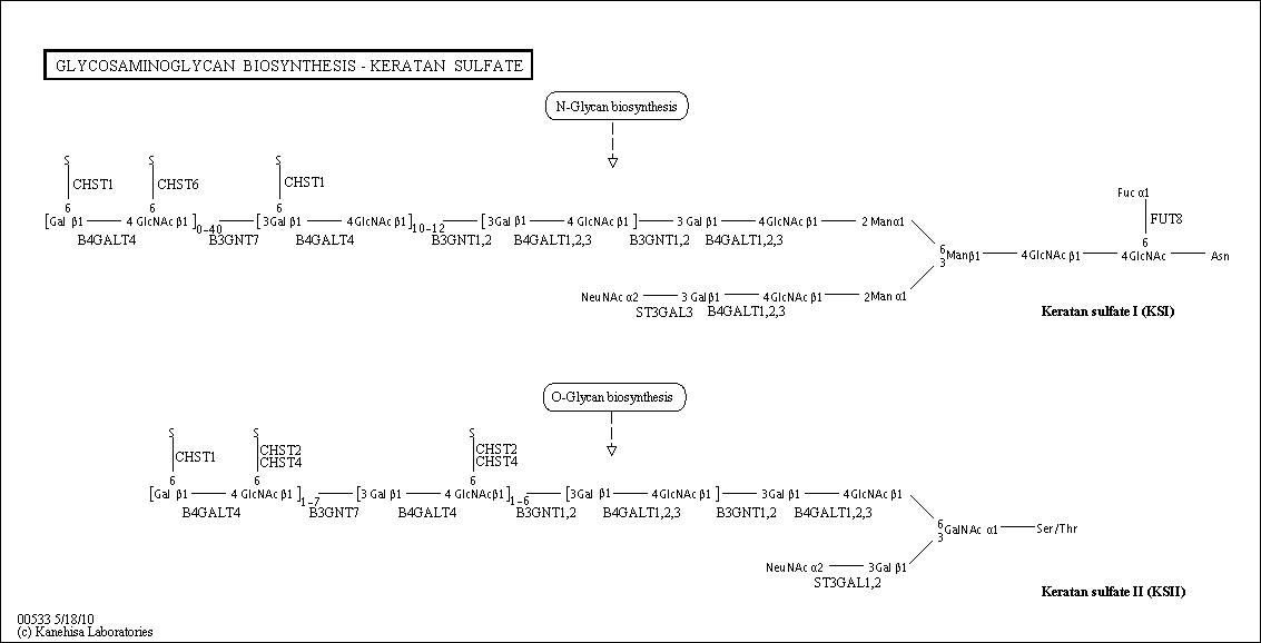 Cell Cycle